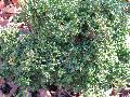 Kingsville Dwarf Boxwood